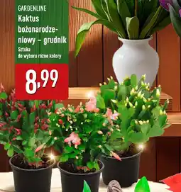 ALDI GARDENLINE Kaktus bożonarodzeniowy - grudnik oferta