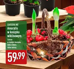 ALDI GARDENLINE Amarylis w koszyku wiklinowym oferta