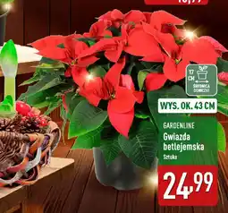 ALDI GARDENLINE Gwiazda betlejemska oferta