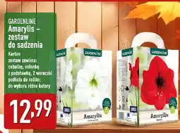 ALDI GARDENLINE Amarylis - zestaw do sadzenia oferta