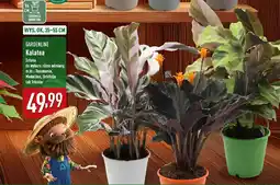 ALDI GARDENLINE Kalatea oferta