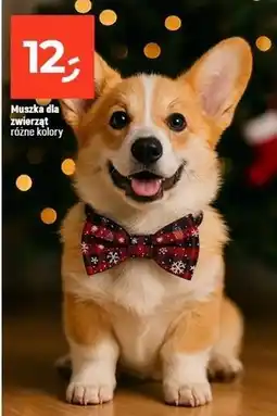 Dealz Muszka dla psa oferta