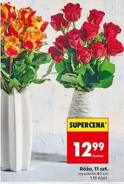 Biedronka Róża 11 szt oferta