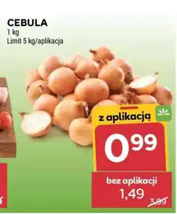 Stokrotka Market Cebula oferta