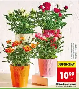 Biedronka Róża doniczkowa oferta