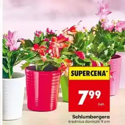 Biedronka Schlumbergera oferta