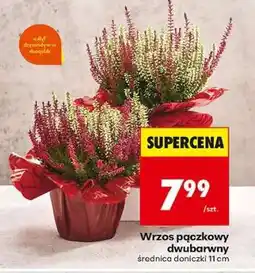 Biedronka Wrzos pączkowy dwubarwny oferta