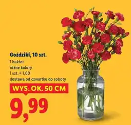 Lidl Goździki, 10 szt oferta
