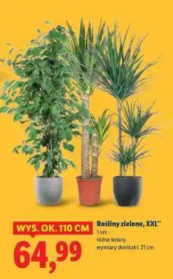 Lidl Rośliny zielone, XXL oferta