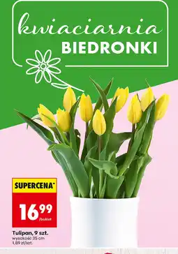 Biedronka Tulipan oferta