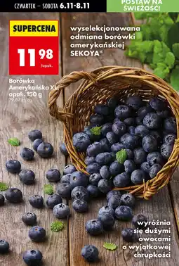 Biedronka Borówka Amerykańska Sekoya XL opak. 150 g Biedronka oferta