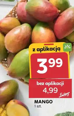 Stokrotka Mango oferta