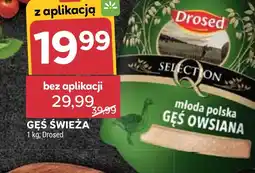 Stokrotka Gęś Drosed oferta