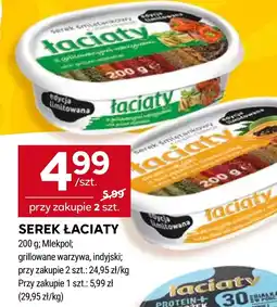 Stokrotka Serek Łaciaty oferta