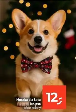 Dealz Muszka dla kota lub psa oferta