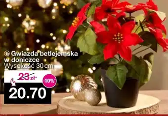 Woolworth Gwiazda betlejemska oferta