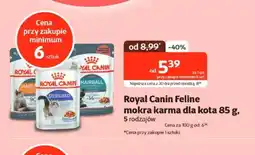 Kakadu Mokra karma dla kota Royal Canin oferta