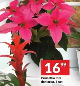 Twój Market Kwiat oferta