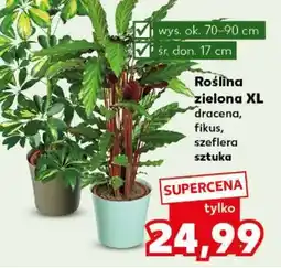 Kaufland Roślina zielona XL oferta