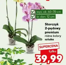 Kaufland Storczyk 2-pędowy premium oferta
