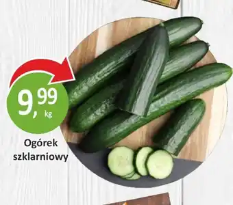 Passa Ogórek oferta