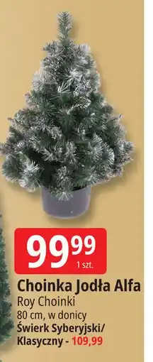 E.Leclerc Świerk klasyczny Roy oferta