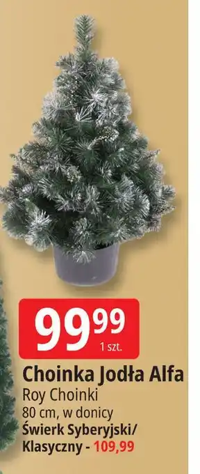 E.Leclerc Świerk klasyczny Roy oferta