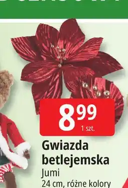 E.Leclerc Gwiazda betlejemska Jumi oferta