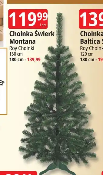 Choinka świerk montana 180 cm Roy