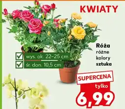 Kaufland Róża Ok oferta