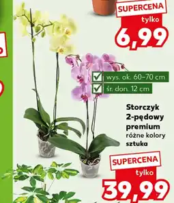Kaufland Storczyk Ok oferta