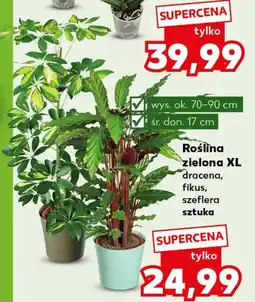 Kaufland Roślina doniczkowa Ok oferta