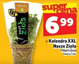 Topaz Kolendra XXL Nasze Zioła oferta