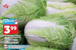 Topaz Kapusta pekińska TOPAZ oferta