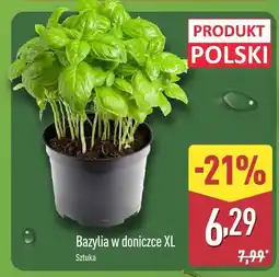 ALDI Bazylia w doniczce XL Aldi oferta