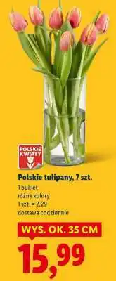 Lidl Polskie tulipany, 7 szt oferta