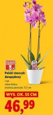 Lidl Polski storczyk dwupędowy oferta
