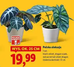 Lidl Polska alokazja oferta
