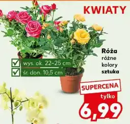 Kaufland Róża oferta