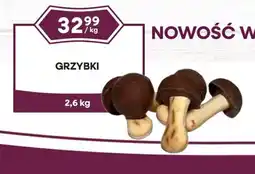 Dantex Grzybki oferta