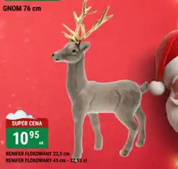 bi1 Renifer flokowany oferta