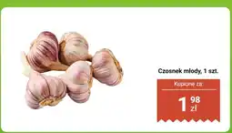 Biedronka Czosnek młody 1 szt. Biedronka oferta
