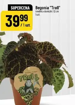 Polomarket Begonia oferta