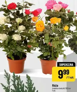 Polomarket Róża oferta