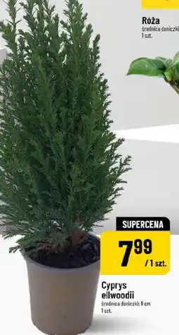 Polomarket Cyprys ellwoodii oferta