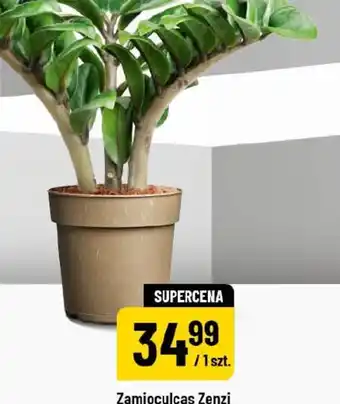 Polomarket Zamioculcas Zenzi oferta