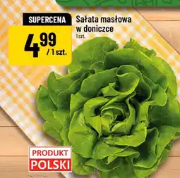 Polomarket Sałata masłowa w doniczce POLOmarket oferta