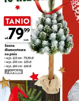 Intermarche Sosna diamentowa oferta