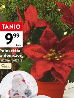 Intermarche Poinsettia oferta