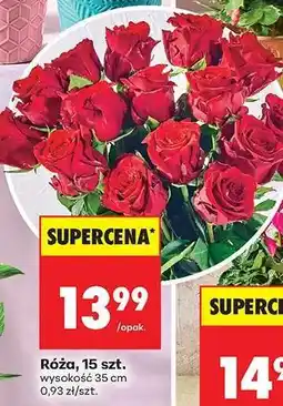 Biedronka Róźa 15 szt oferta